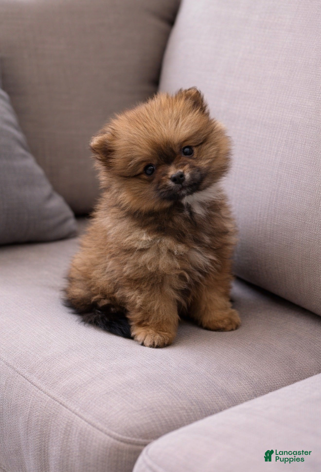 Pomeranian dogs Pomeranian Puppy 2 - Ad 39