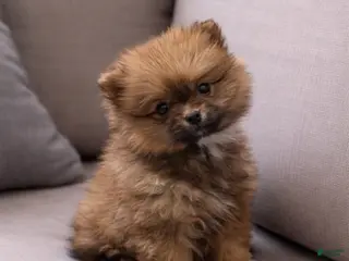 Pomeranian dogs Pomeranian Puppy 2 - Ad 39