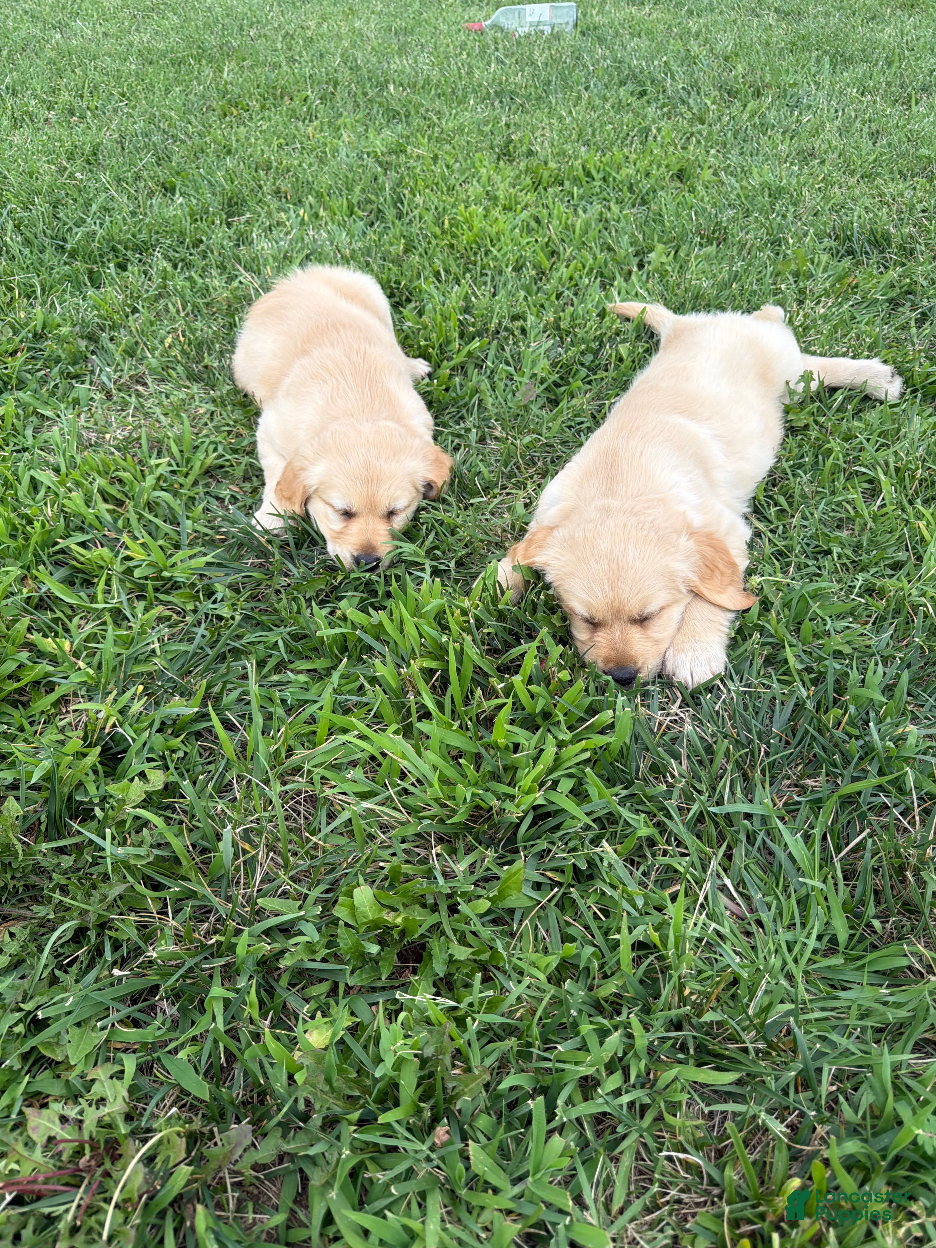 Golden Retriever dogs Golden Retriever 1 - Ad 14