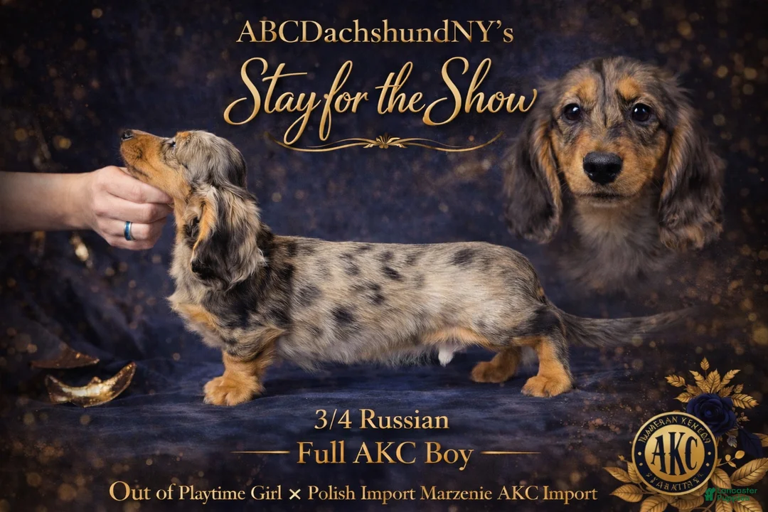 Miniature Dachshund dogs for sale: AKC Show Dapple- Russian - Ad 2