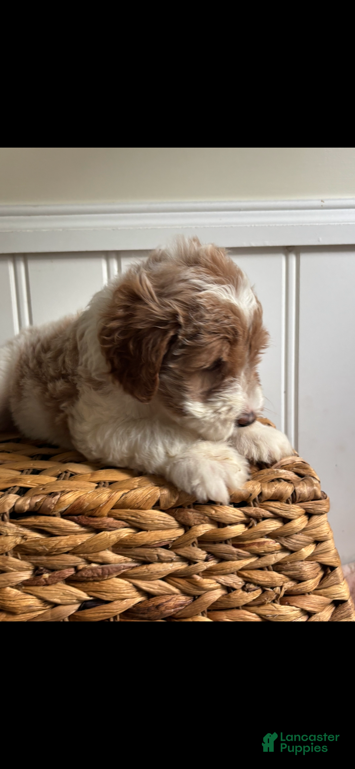 Labradoodle dogs for sale: Savannah  - Ad 2