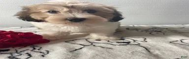 Benson