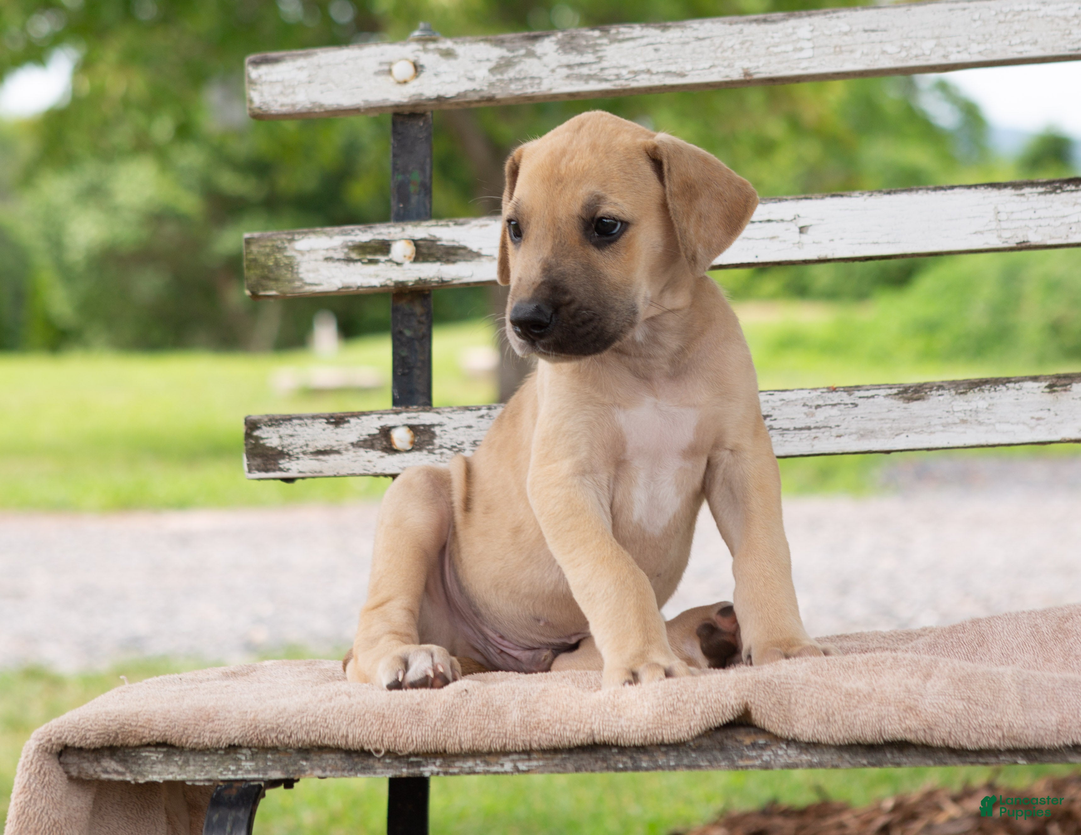 Great Dane dogs Garry - Ad 2