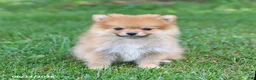Pomeranian dogs for sale: Denver - Ad 3