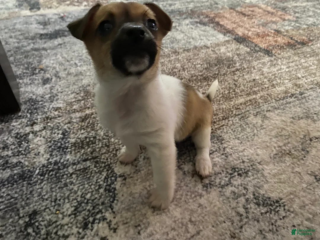 Mixed Breed dogs for sale: Pip - Ad 1