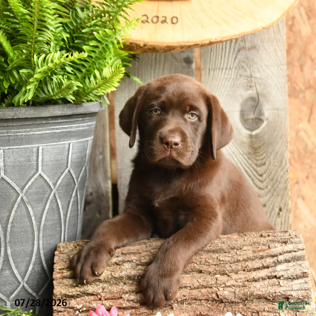 Labrador Retriever dogs for sale: Tucker - Ad 2