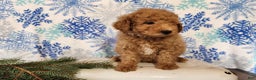 Mini Goldendoodle dogs for sale: Nash - Ad 5