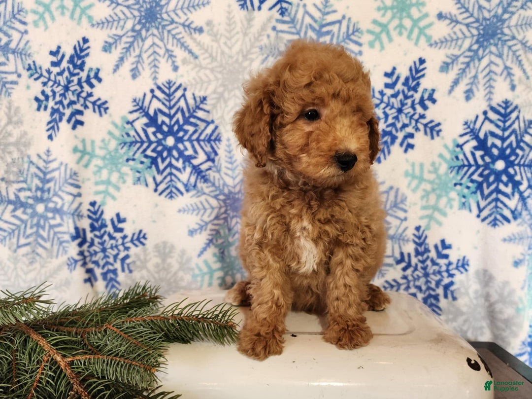 Mini Goldendoodle dogs for sale: Nash - Ad 5