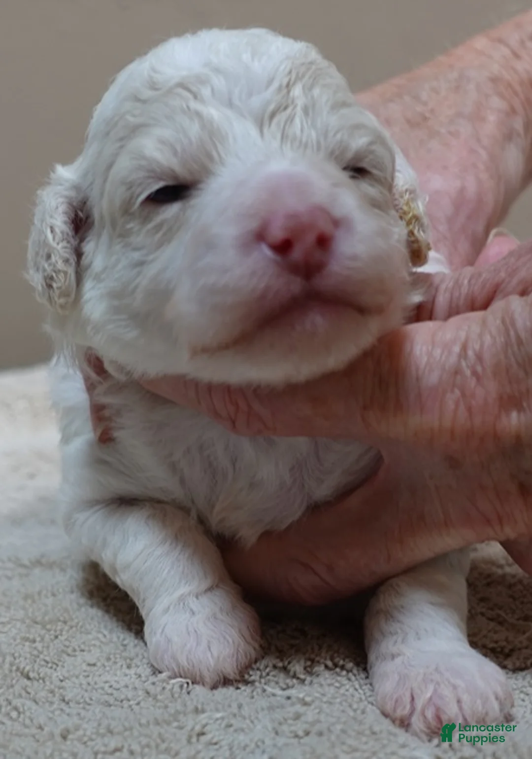 Toy Poodle dogs for sale: Effie cream parti female - Ad 2