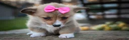 Welsh Corgi Pembroke dogs for sale: Shelby🎀 - Ad 14