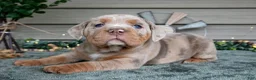 Beabull dogs for sale: Suki - Ad 1
