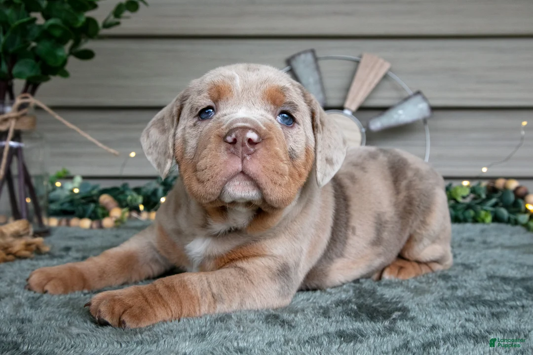Beabull dogs for sale: Suki - Ad 1