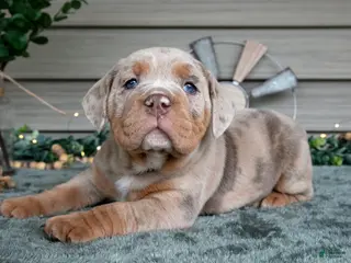 Beabull dogs Suki - Ad 12