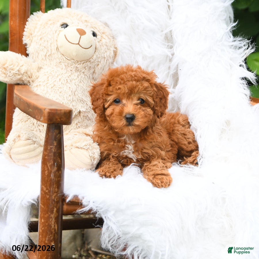 Mini Aussiedoodle dogs Myla - Ad 1