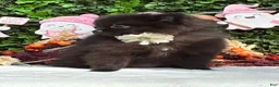 Pomeranian dogs for sale: Pomeranian 1 PENELOPE BLACK and SILVER - Ad 6