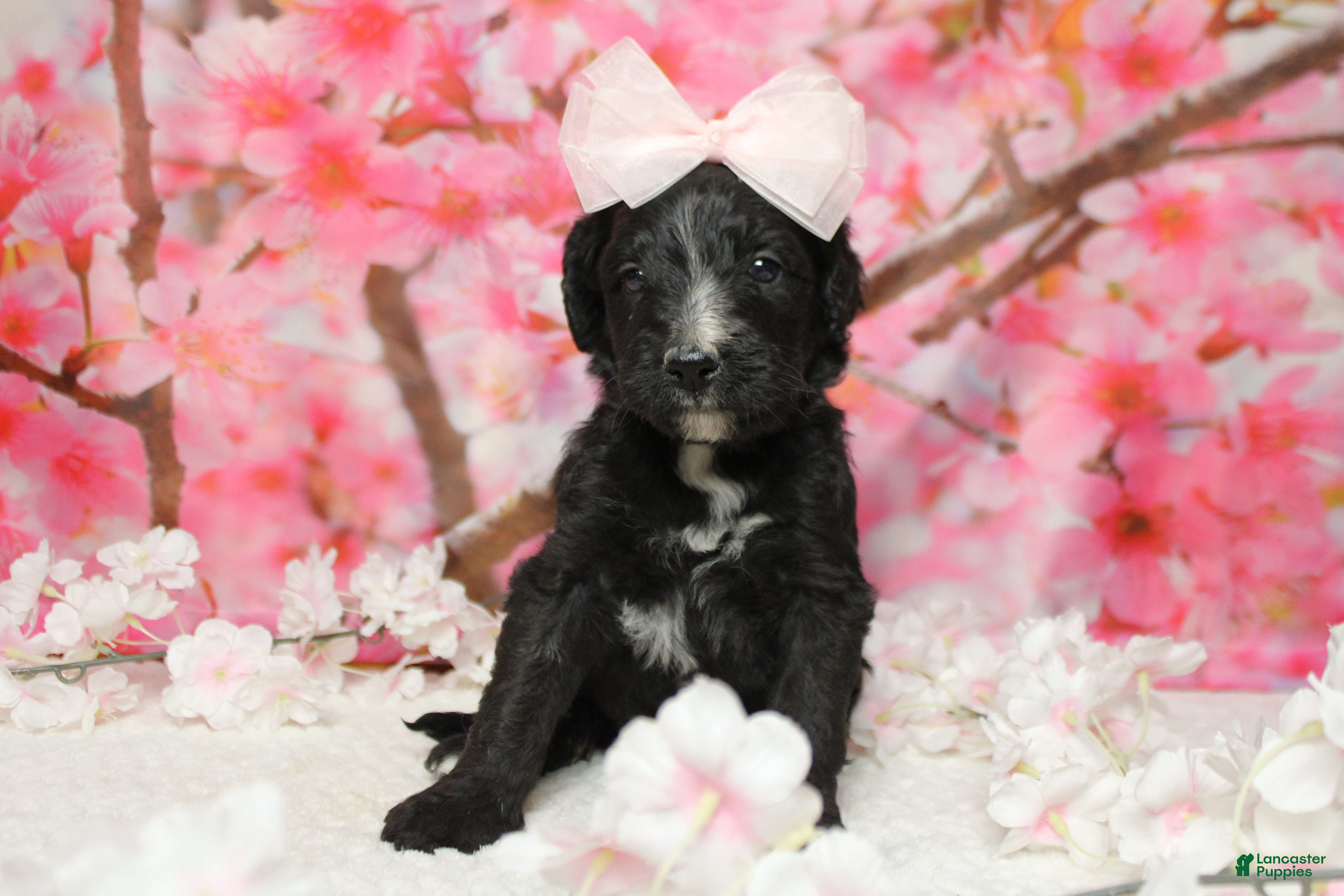 Bernedoodle dogs Raveena  - Ad 12
