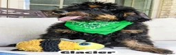 Bernedoodle dogs for sale: Glacier - Ad 4