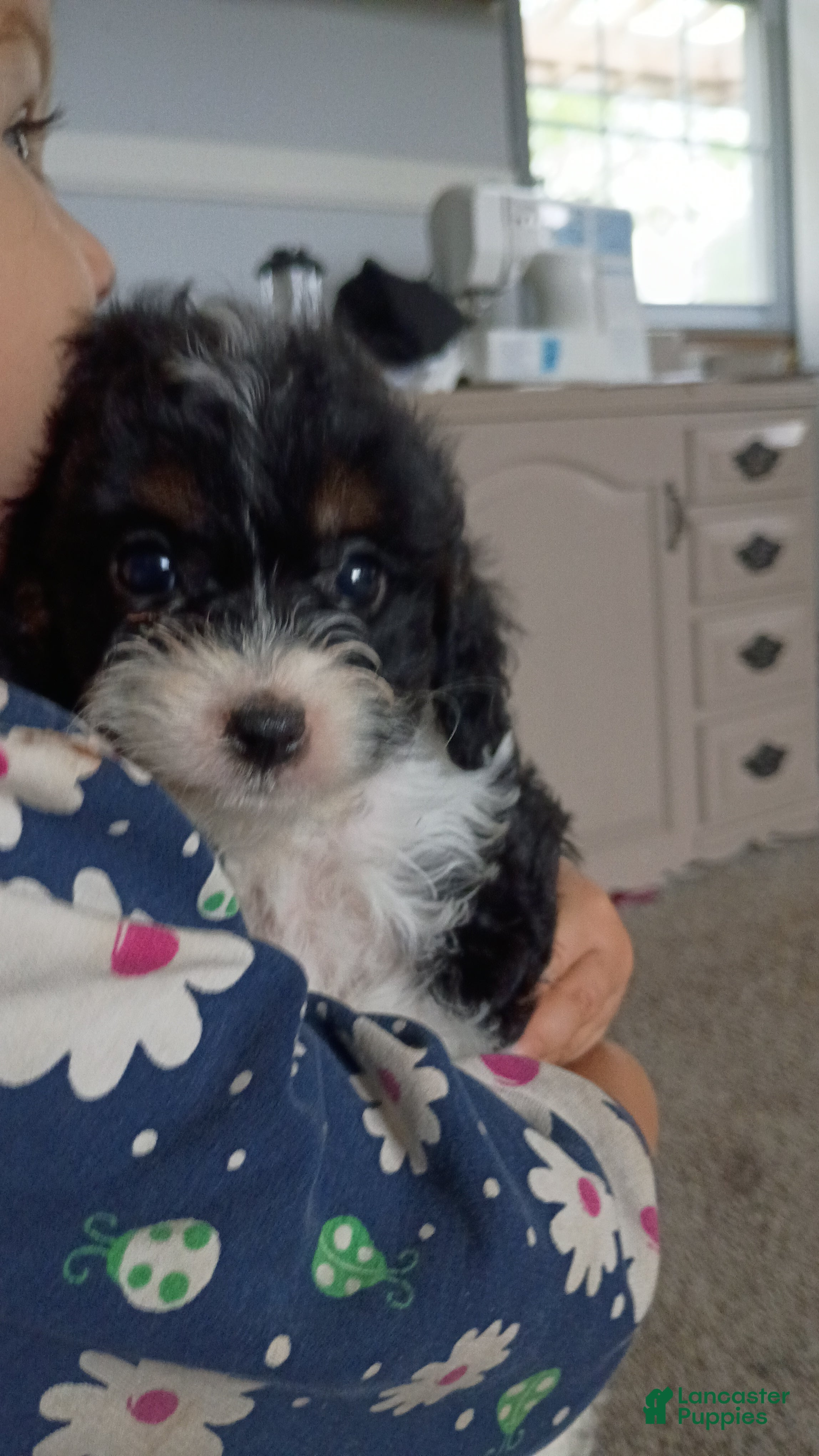 Cavapoo dogs Sasha - Ad 12