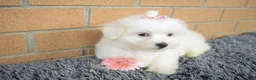 Maltese dogs for sale: Bella 🐶💗 - Ad 4