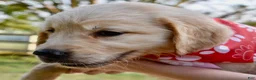 Golden Retriever dogs for sale: Pink Girl 4 - Ad 44