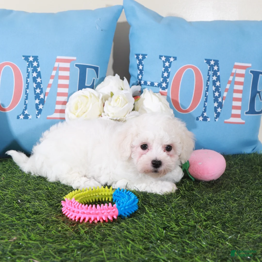Bichon Frise dogs for sale: Phoebe-Sweet Little Female Bichon Frise Puppy - Ad 1