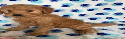 Mini Goldendoodle dogs for sale: Willie - Ad 4