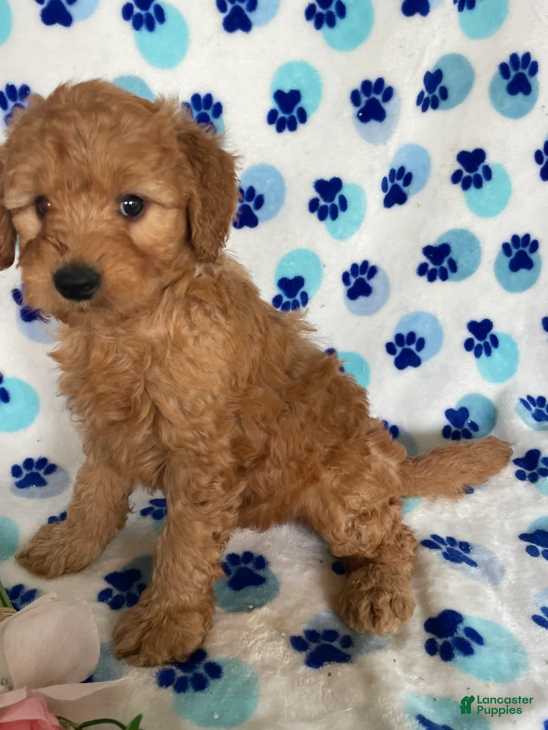 Mini Goldendoodle dogs for sale: Willie - Ad 4