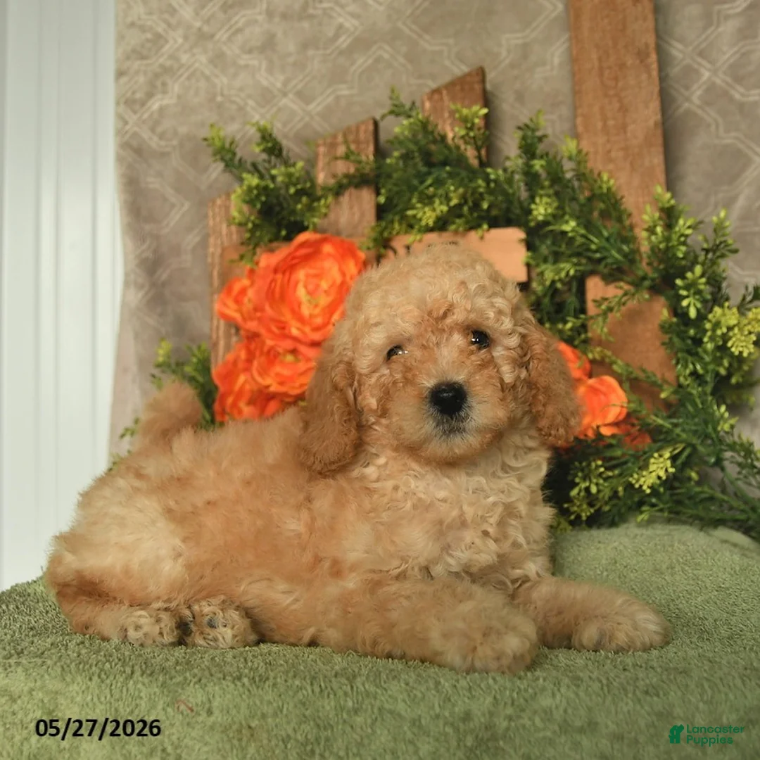 Mini Goldendoodle dogs for sale: Gigi  - Ad 3