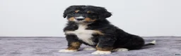 Bernedoodle dogs for sale: Kaya - Ad 2