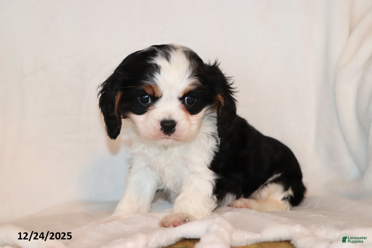Cavalier King Charles Spaniel dogs Captain - Ad 25