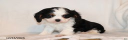 Cavalier King Charles Spaniel dogs for sale: Captain - Ad 1