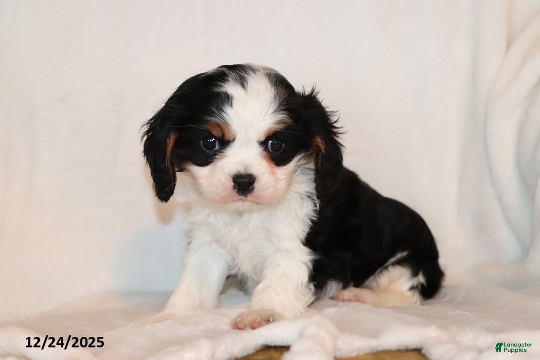 Cavalier King Charles Spaniel dogs for sale: Captain - Ad 1