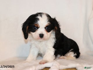 Cavalier King Charles Spaniel dogs Captain - Ad 25