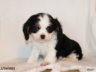 Cavalier King Charles Spaniel dogs Captain - Ad 42
