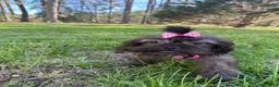 Mixed Breed dogs for sale: Molly - Ad 5