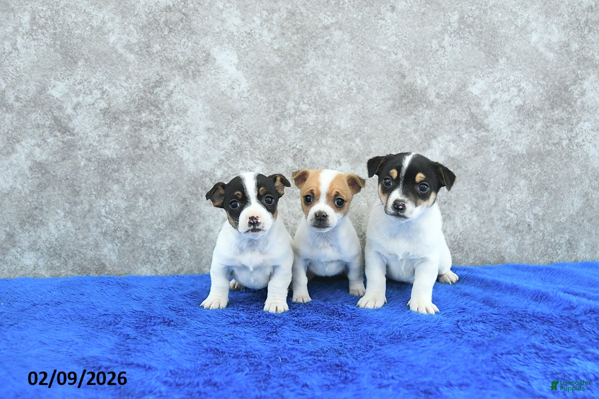 Mixed Breed dogs Archie - Ad 2