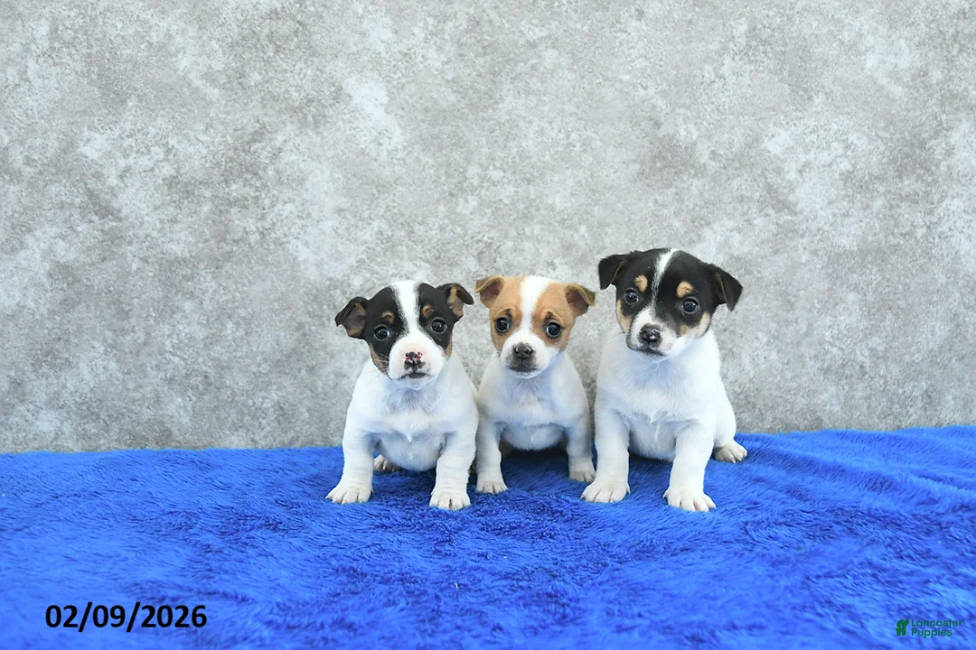 Mixed Breed dogs for sale: Archie - Ad 2