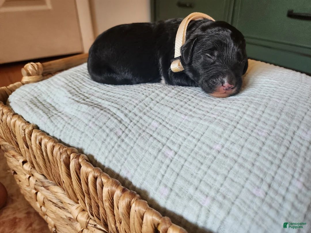 Mixed Breed dogs for sale: Rover - Ad 1
