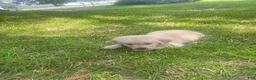 Golden Retriever dogs for sale: Brown collar girl - Ad 3