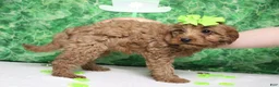 Cavapoo dogs for sale: Cherry - Ad 6