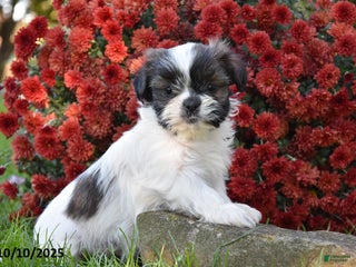 Shih Tzu dogs - Ad 34