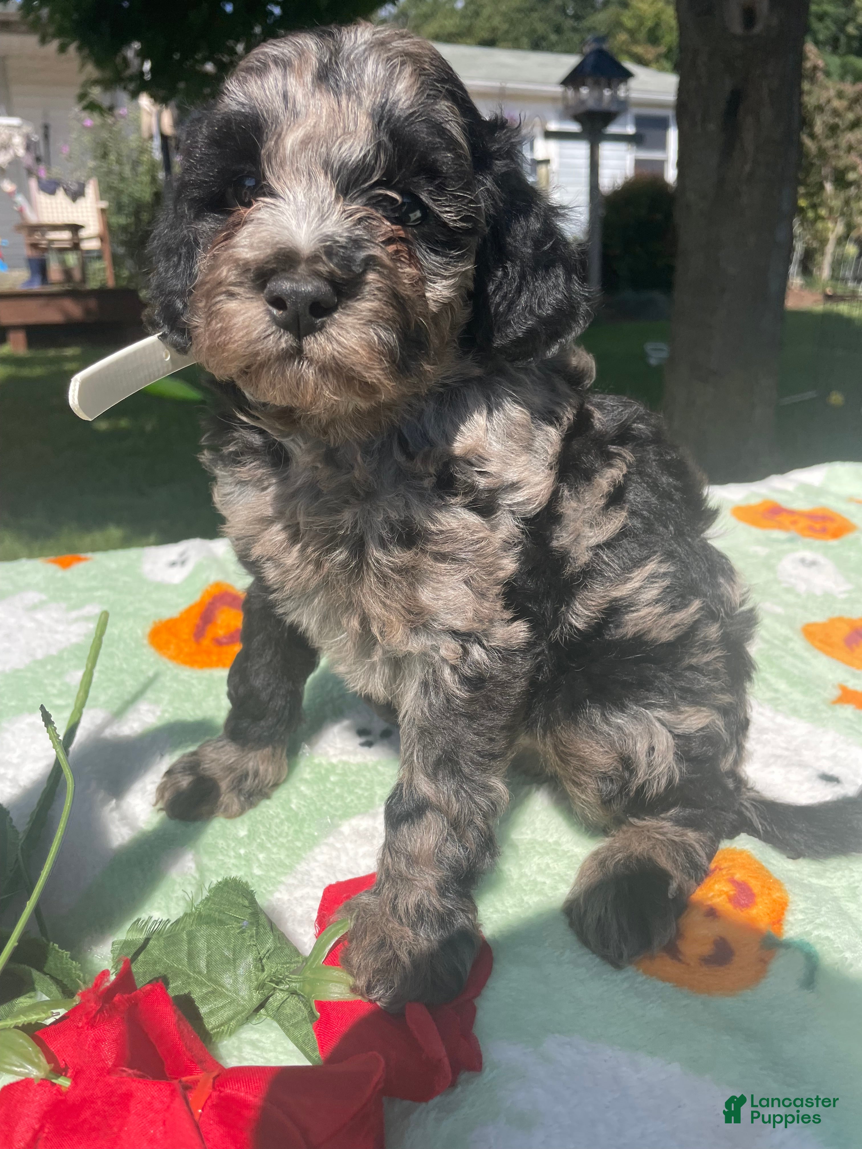 Cavapoo dogs Jasper - Ad 1