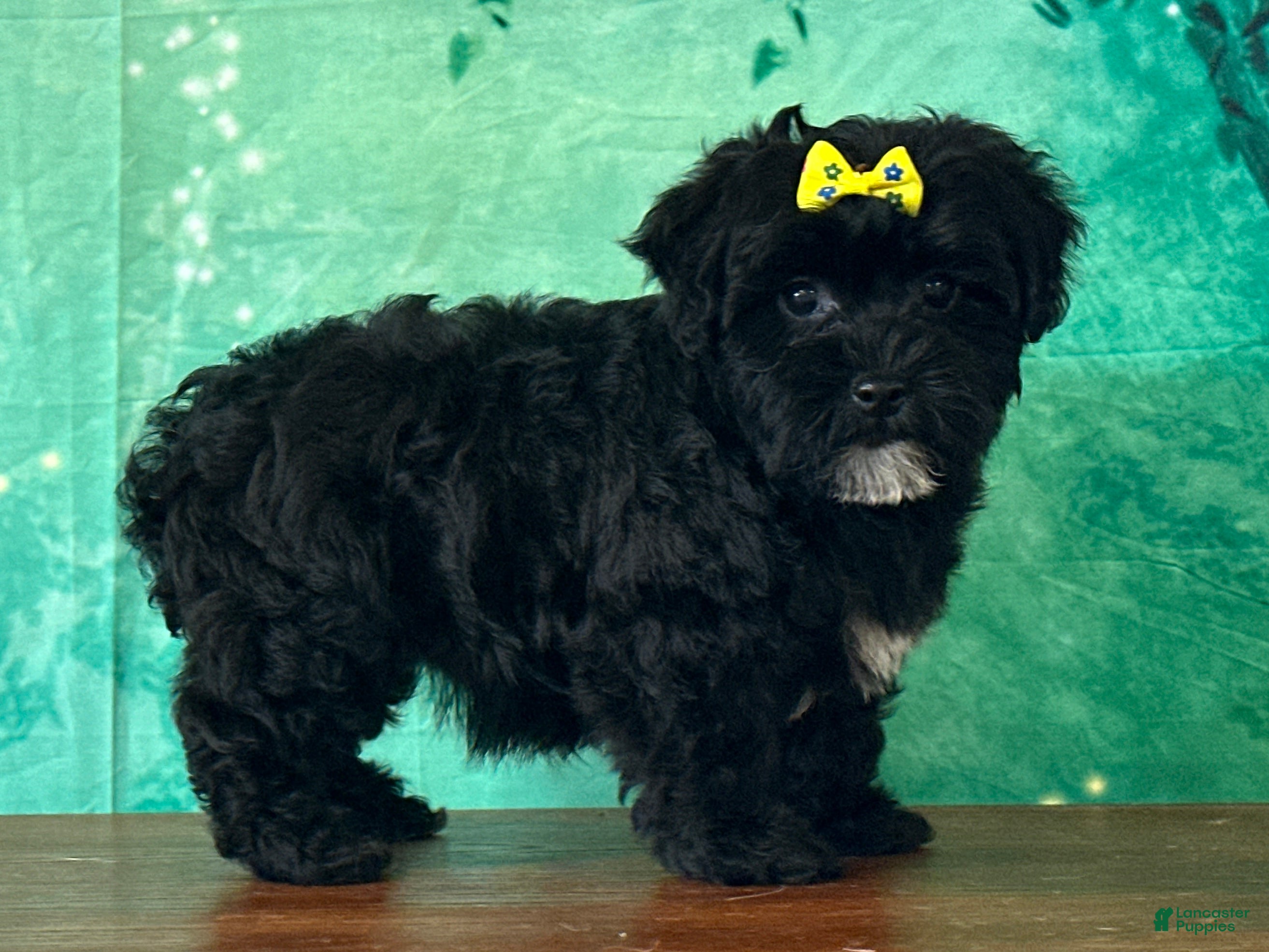 Yochon dogs Lily - Ad 1