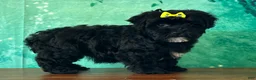 Yochon dogs for sale: Lily - Ad 1