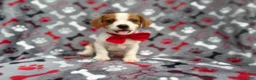 Mixed Breed dogs for sale: Dallas - Ad 8