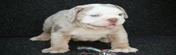 Beabull dogs for sale: Captain - Ad 3