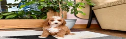 Cavapoo dogs for sale: Cavapoo female 1 - Ad 3