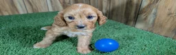 Cavapoo dogs for sale: Jazzy Boy 1 - Ad 3
