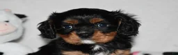 Cavalier King Charles Spaniel dogs for sale: Uzi  - Ad 4
