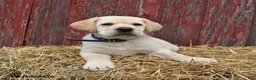 Labrador Retriever dogs for sale: Bruce - Ad 4